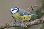 Blue tit