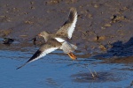 Redshank
