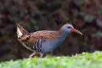 Water rail