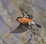 Bullfinch - Pyrrhula pyrrhula.jpg