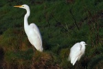 Great white Egret