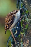 Tree creeper