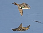Teal - Anas crecca.jpg