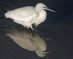 Little egret - Egretta garzetta.jpg
