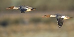 Goosander - Mergus merganser.jpg