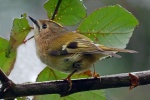 Goldcrest