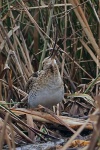 Common snipe