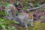 Grey squirrel
