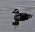 Long Tailed Duck
