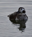 Long Tailed Duck
