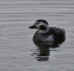 Long Tailed Duck