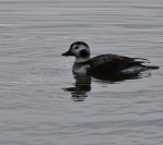Long Tailed Duck