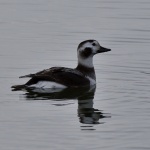 Long Tailed Duck