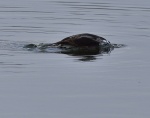 Long Tailed Duck