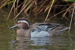 Garganey