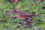 Redwing