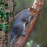 Grey squirrel
