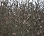 Chaffinches and Bramblings.jpg