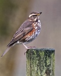 Redwing - Turdus iliacus.jpg