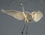 Great white egret - Egretta alba.jpg