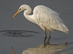 Great white egret - Egretta alba 2.jpg