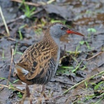 Water rail
