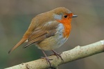 Robin