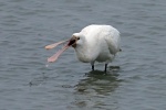 Spoonbill