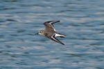 Dunlin