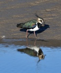 Lapwing_01.jpg