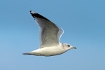 Common gull