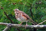 Redwing
