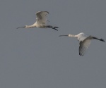 Spoonbill - Platalea leucorodia.jpg