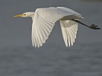 Great white egret - Egretta alba 3.jpg