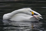 Bewick's swan