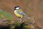 Great tit