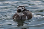 Long tailed duck