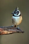 Crested tit