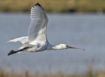 Spoonbill - Platalea leucorodial.jpg