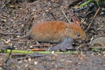 Bank vole