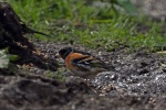 Brambling