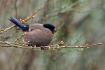 Bullfinch