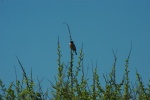 Stonechat