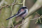 Long tailed tit