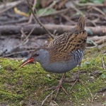 Water rail