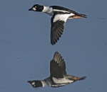 Goldeneye - Bucephala glangula.jpg