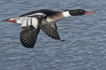 Red breasted merganser - Mergus serrator (male)