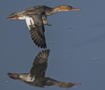Red breasted merganser - Mergus serrator (female).jpg