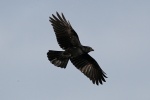 Carrion crow