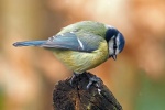 Blue tit